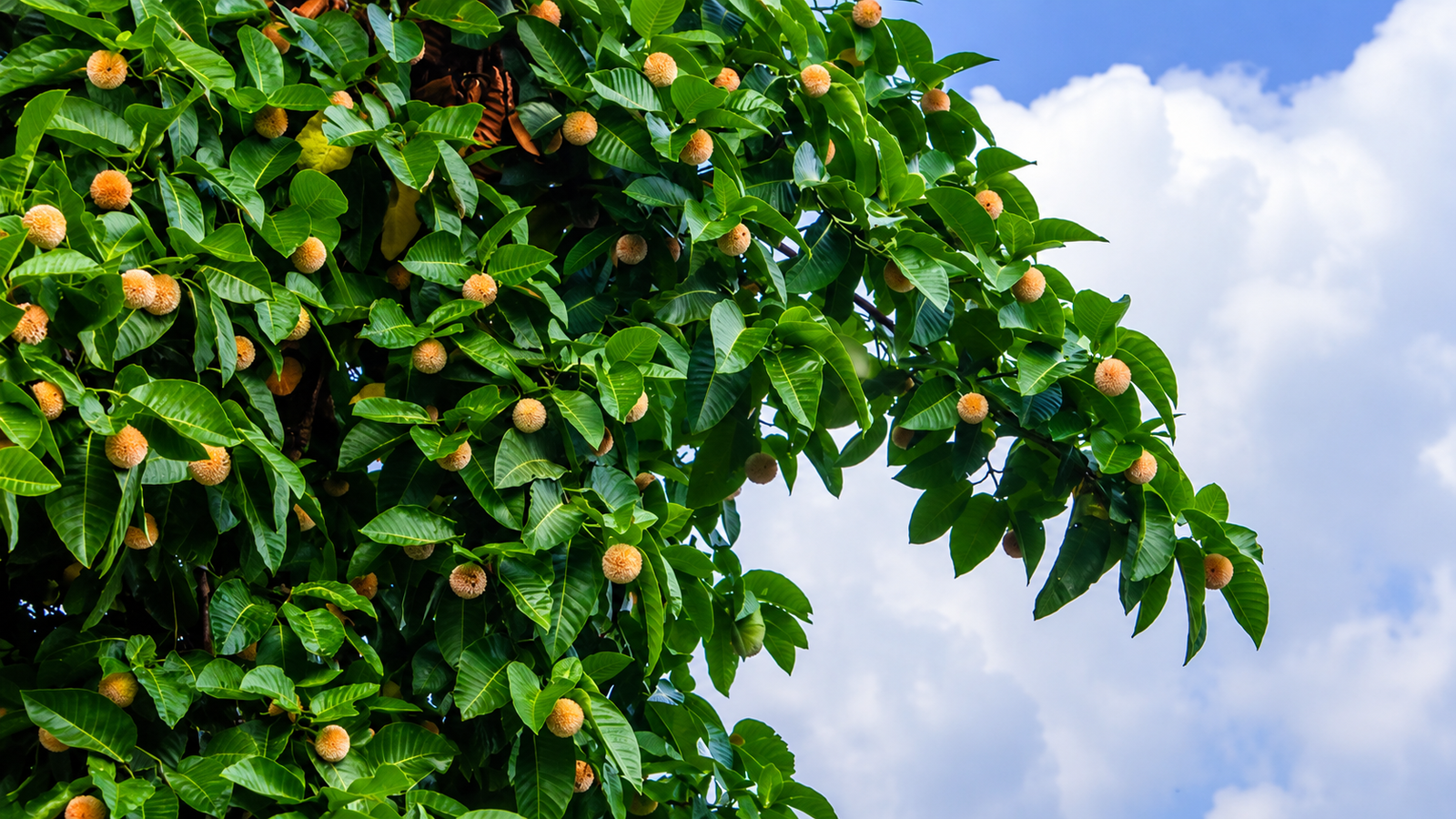 কদম ফুল: বর্ষার অগ্রদূত