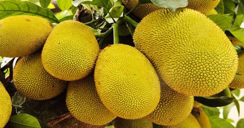 বাংলাদেশ থেকে চীনে কাঁঠাল রপ্তানি, কাঁঠাল রপ্তানির অনুমোদন